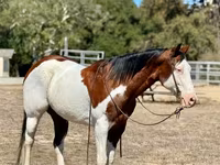 Koń, American paint horse — zdjęcie 3