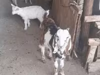 Goat, Saanen goat — photo 1
