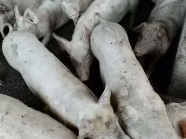 Świnie (partia, płeć nieokreślona), 