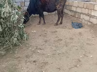 Vaca, Bovinos — foto 4