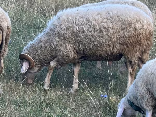 Ovan, Assaf sheep