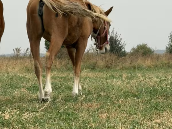 Mare, Russian Don