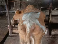 Cow, Simmental cattle — photo 2