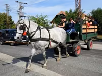 Kobyła, Friesian — zdjęcie 1