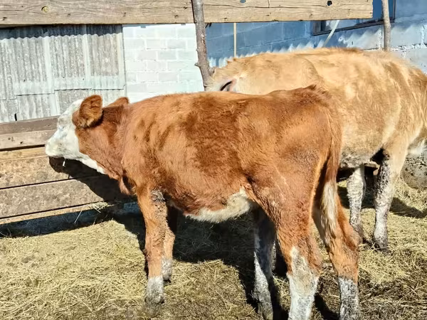 Krowa, Simmental cattle