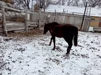 At, Kazakh horse — foto 3