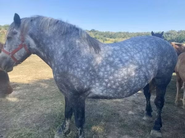 Cheval, Chevaux
