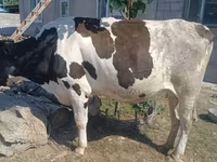 Krava, Russian Black pied cattle — fotografija 1