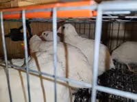 Chickens — الصورة 1