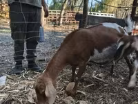 عنزة, Nubian Goat — الصورة 4