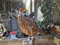 Guinea fowl — fotografija 2