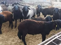 Brebis, Moutons — photo 3