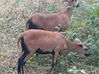 Qoyun, Cameroon sheep — foto 3