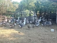 Geese — fotografija 3