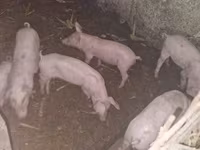 Knur, Świnie — zdjęcie 3