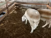 Widder, Assaf sheep — Foto 4