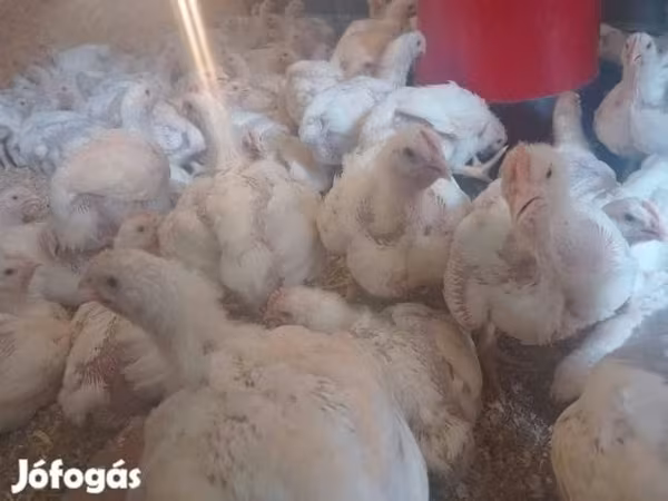 Chickens