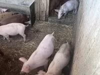 Pigs (batch, sex not specified), Топигс Норсвин — photo 1