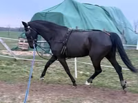 فرس, Dutch warmblood horse — الصورة 4