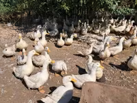 Ducks — Foto 2
