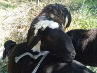 Moutons (lot, sexe non indiqué), Moutons — photo 1