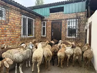 Bélier, Rhon sheep — photo 3