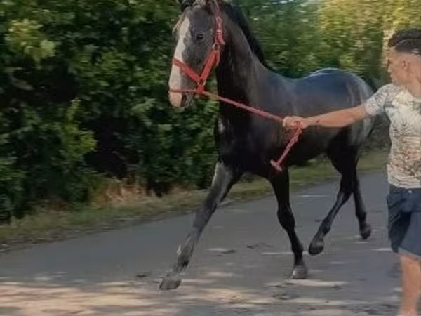 Koń, Lipizzaner