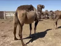Kamile (partija, pol nije naveden), Anafi camel — fotografija 4