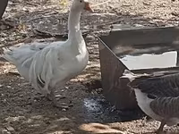 Geese — Foto 4