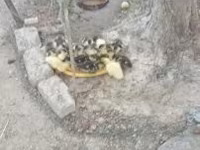 Ducks — foto 3