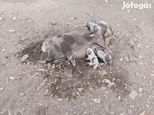 मादा सूअर, सूअर