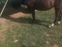 母马, Horses — 照片 2