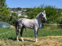 Cavalo, Cavalos — foto 3
