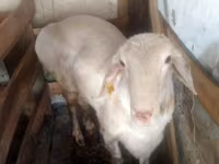 Қошқар, Arashan sheep — 2-сурет
