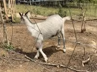 母山羊, Nubian Goat — 照片 4