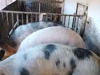 Cerda, Cerdos — foto 8