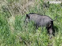 Boar, Вьетнамская вислобрюхая — photo 2