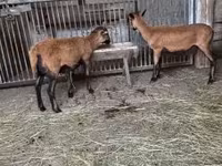 Carnero, Cameroon sheep — foto 1