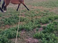 Égua, Cavalos — foto 2