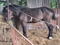 Cavalo, Cavalos — foto 2
