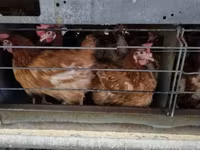 Chickens — الصورة 1