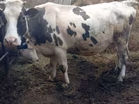 Cattle (batch, sex not specified), Russian Black pied cattle — photo 2