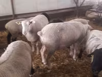 Widder, White Suffolk sheep — Foto 8