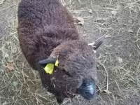 雌羊, Southdown sheep — 写真 3