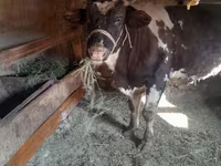 Buqa, Russian Black pied cattle — 2-rasm