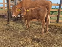Vaca, Simmental cattle — foto 3