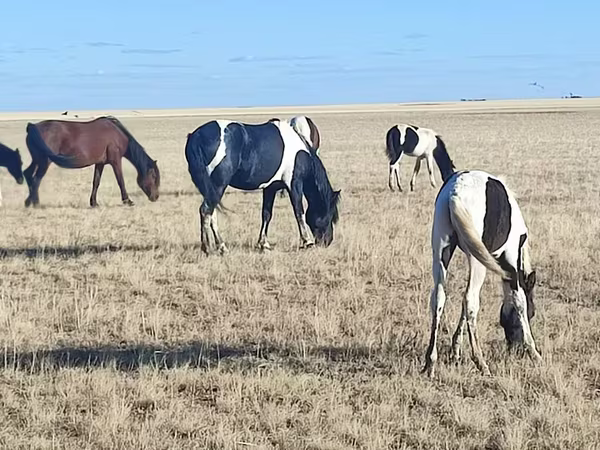 Бие, Horse breed