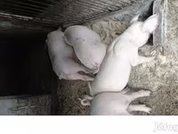 公猪, Крупная белая — 照片 1