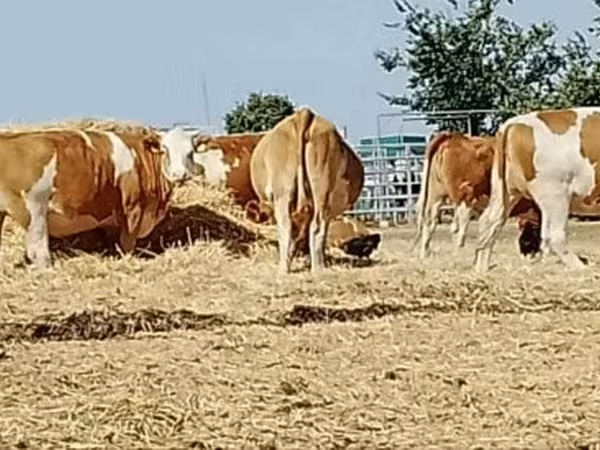 雌牛, Simmental cattle — ハンガリー