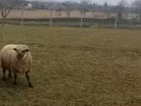 Ovan, Shroshire sheep — fotografija 4